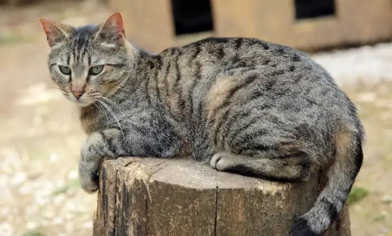 Oriental Cat