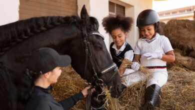 Horse Training